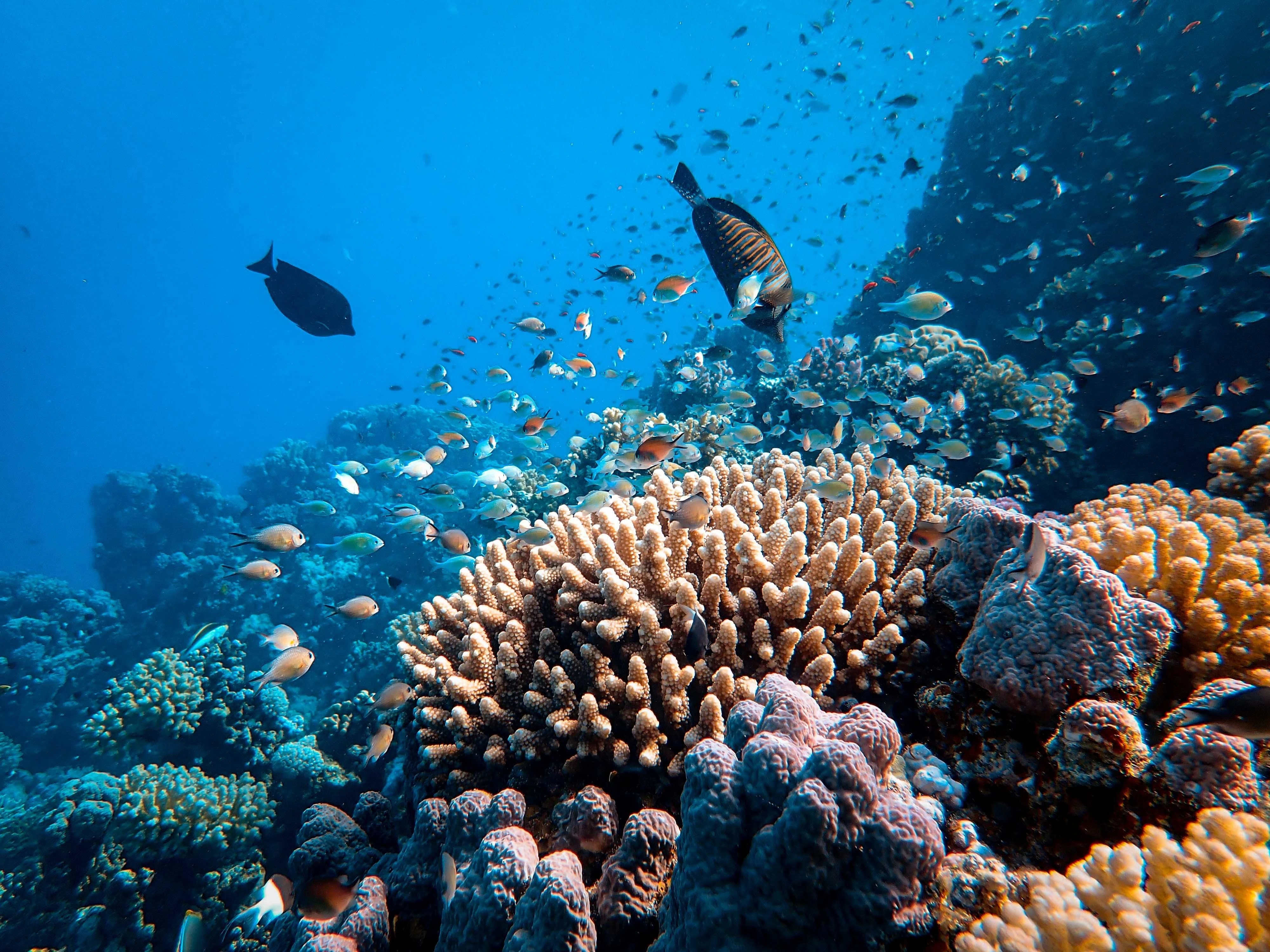 Fully-Funded Ocean Leaders Fellowship: Empowering the Next Generation of Ocean Advocates