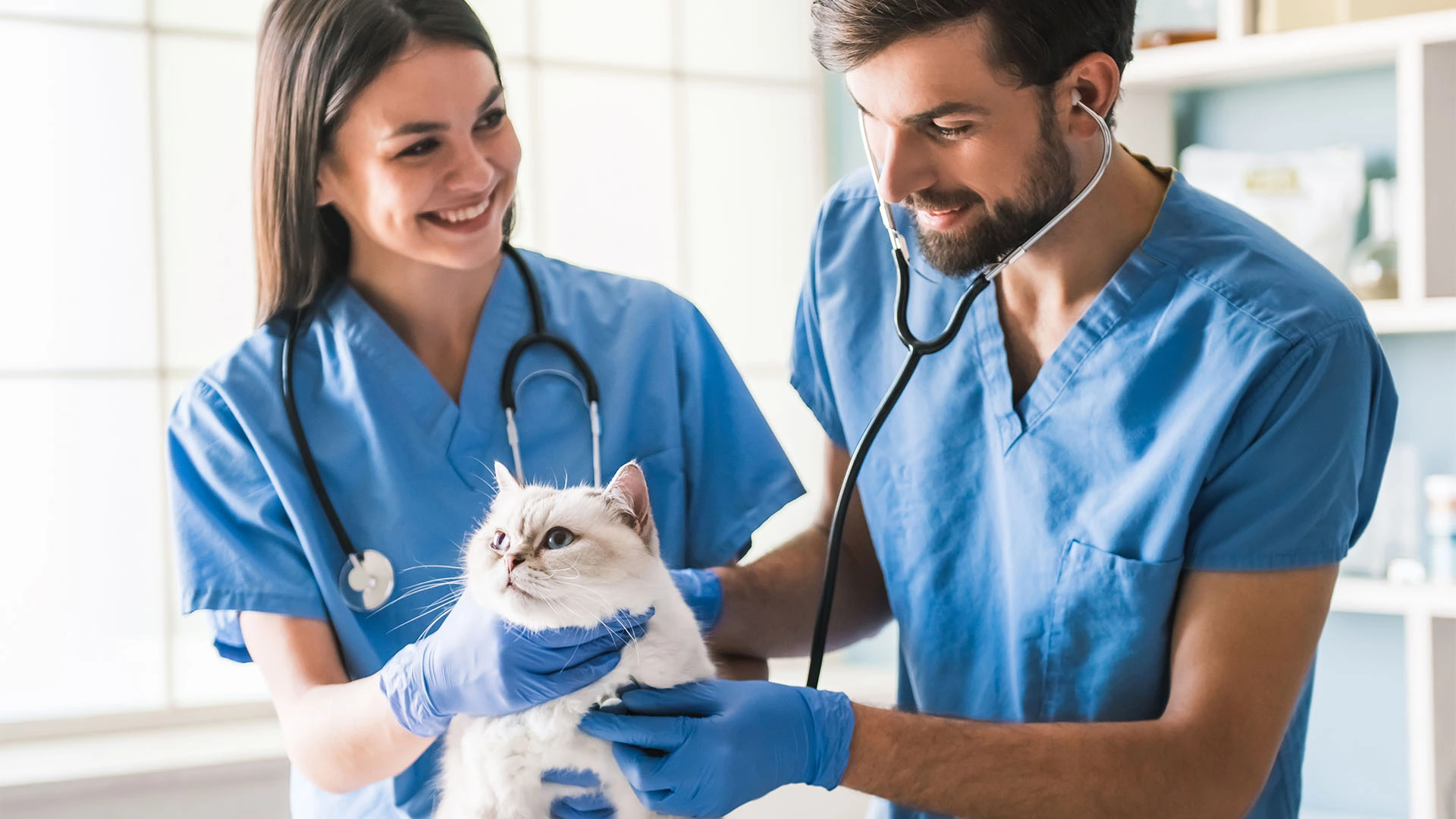 Why Study Veterinary Medicine: A Fulfilling Career of Care, Compassion, and Opportunity